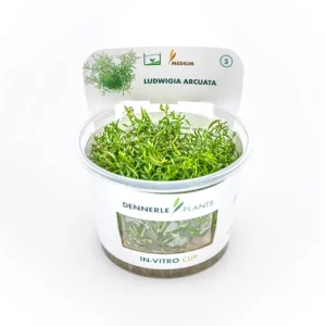Spitzblättrige Ludwigie, Ludwigia arcuata, In Vitro Neu